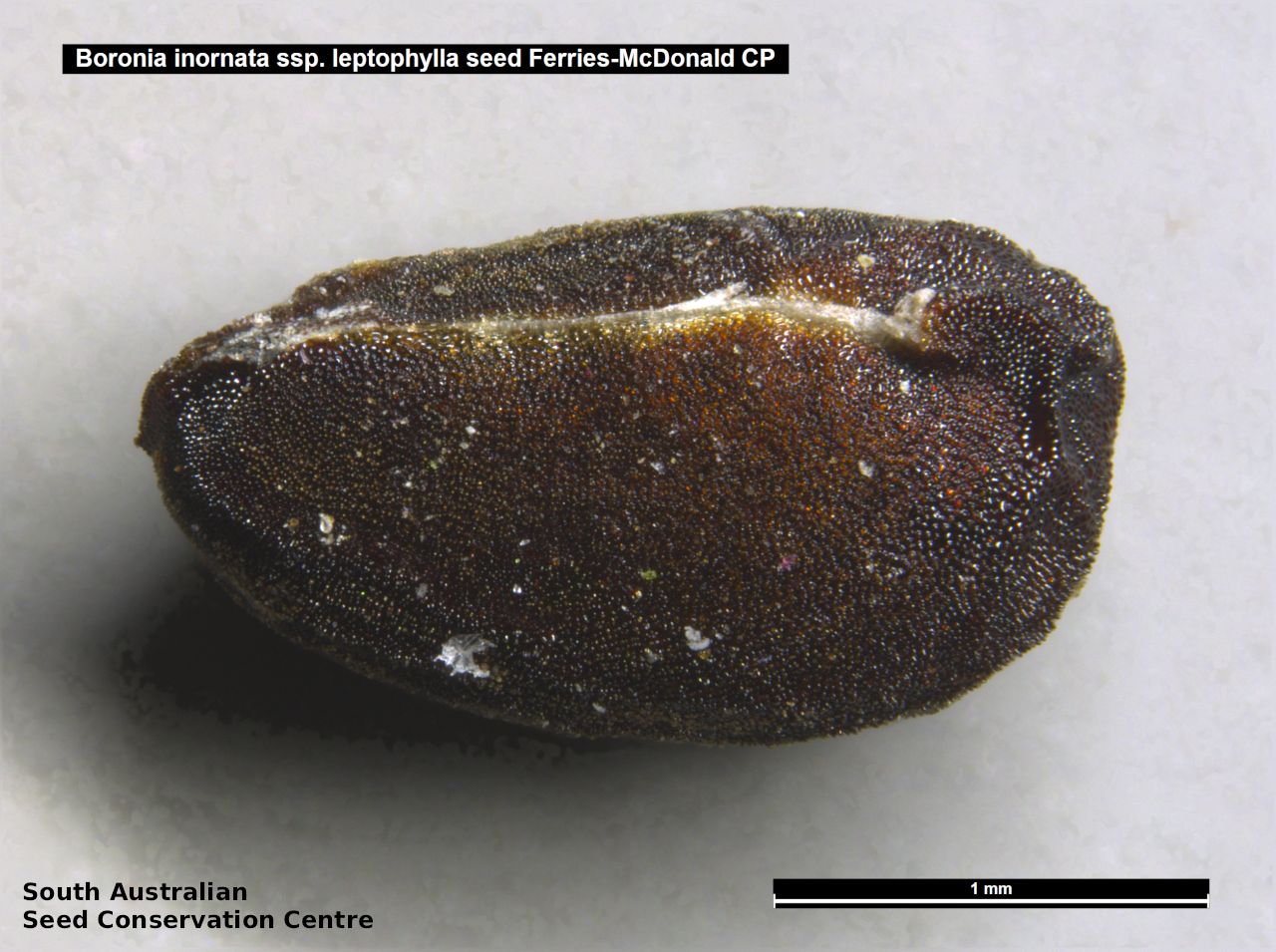 Seeds of South Australia - Species Information